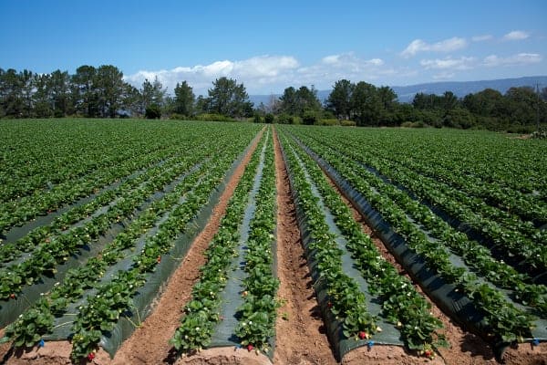 Strawberry-Farm-blog