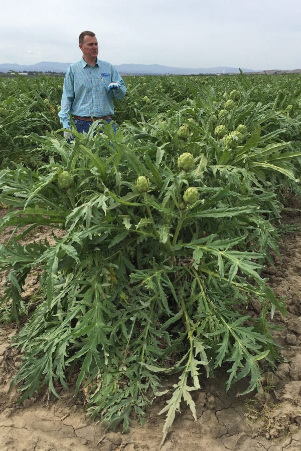 Ocean Mist artichoke harvesting