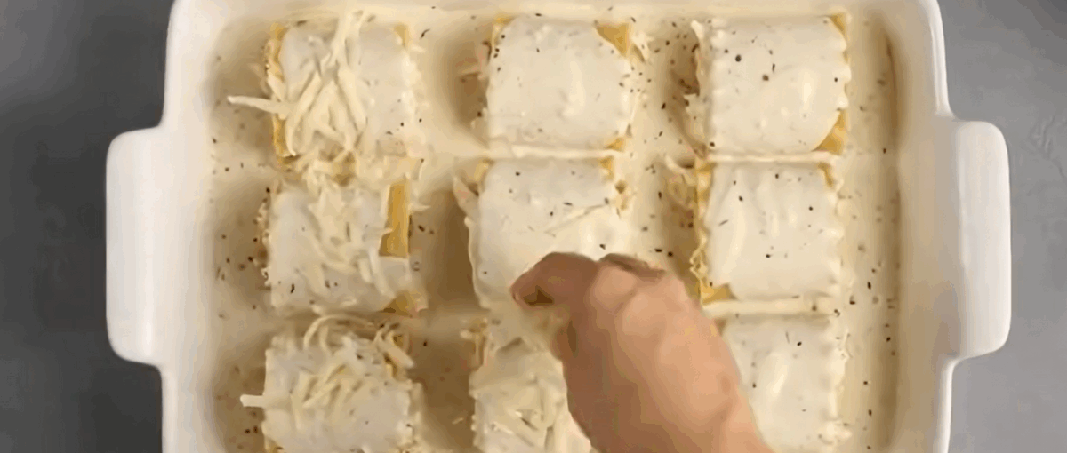 Lasagna roll ups in a baking dish covered with Alfredo sauce and cheese. 