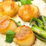 Close-up of seared scallops with pesto cream